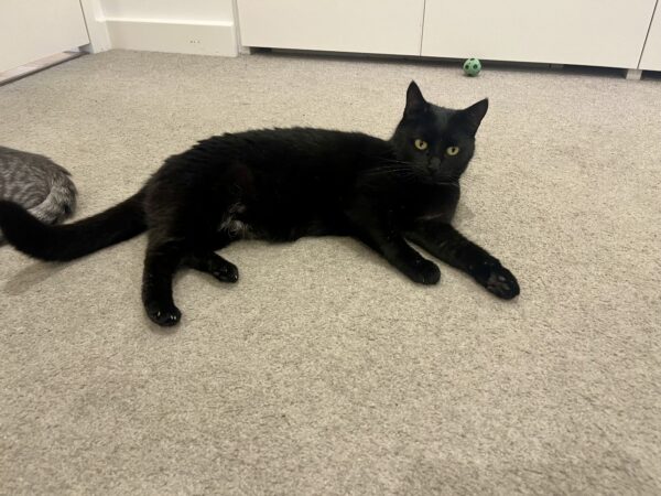 Ella - sweet and affectionate - Image 3