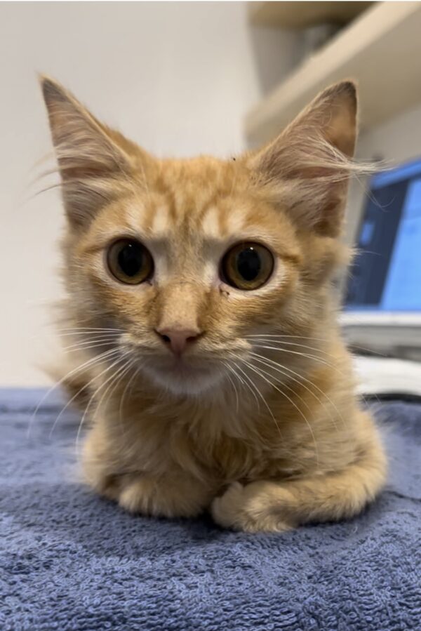 Olive - utterly adorable lap kitten - Image 6