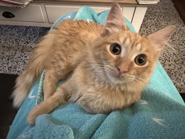 Olive - utterly adorable lap kitten - Image 4