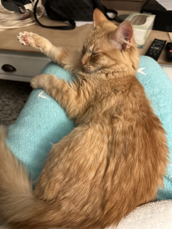Olive - utterly adorable lap kitten - Image 5