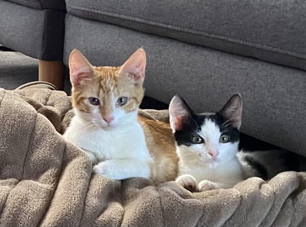 Bubble (aka Rory) and Squeak - pawsome twosome