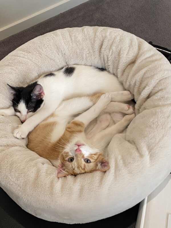 Bubble (aka Rory) and Squeak - pawsome twosome - Image 2