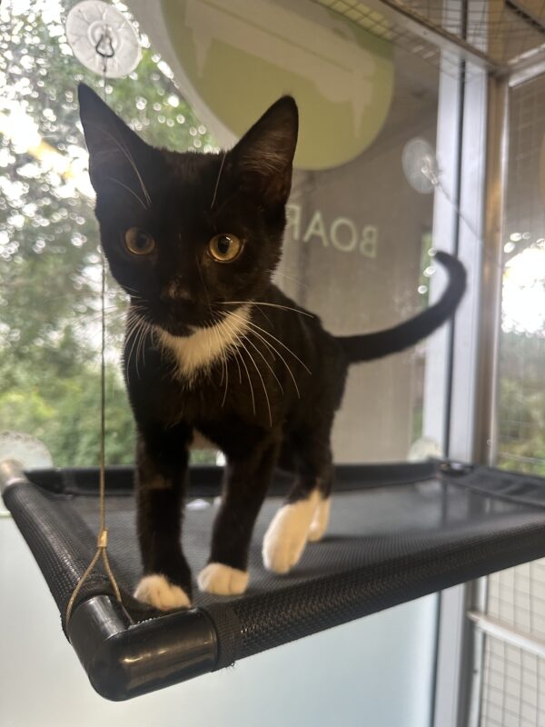 Socks - affectionate little sweetheart - Image 3