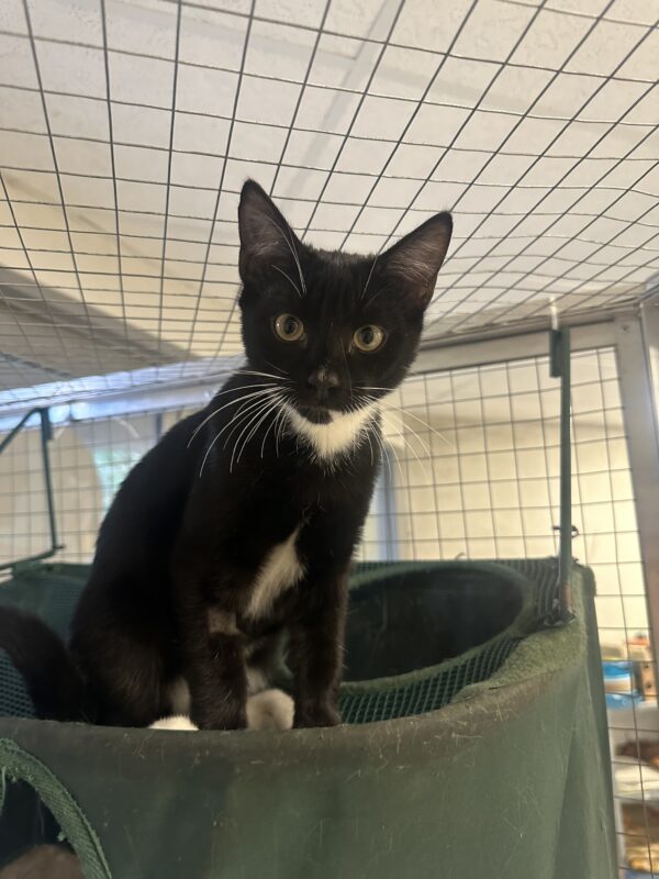 Socks - affectionate little sweetheart - Image 2