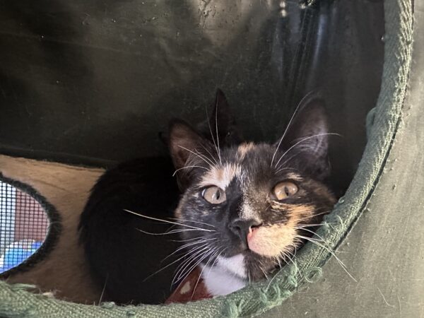 Luna - lovable little cutie - Image 2