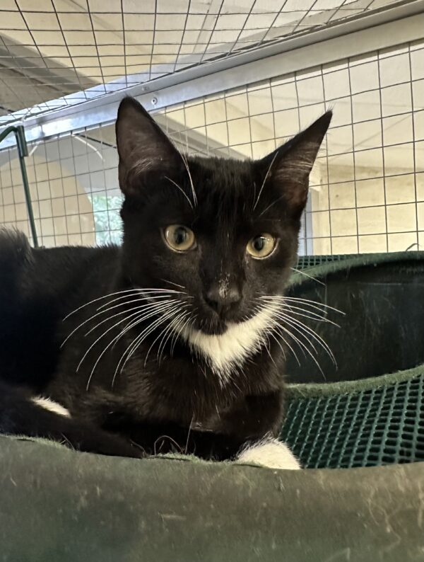 Socks - affectionate little sweetheart