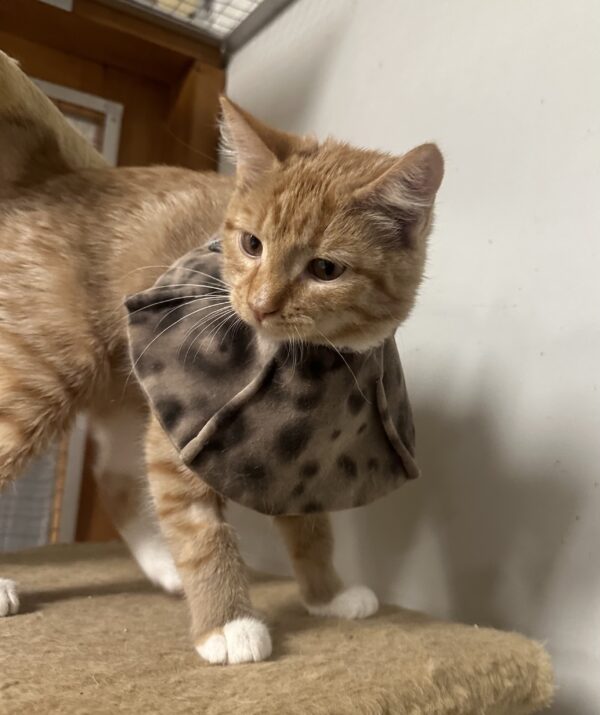 Scarlett - sweet and loving kitten - Image 3