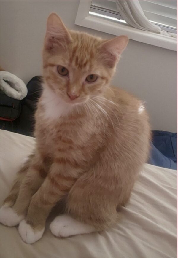 Scarlett - sweet and loving kitten - Image 2