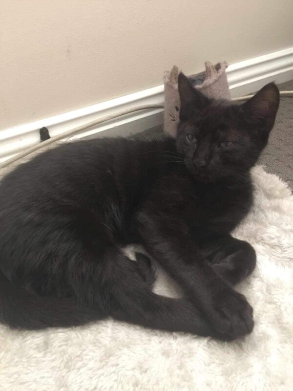 Panther - playful and loving kitten - Image 5