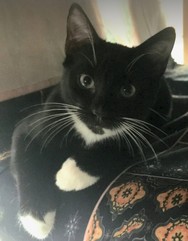 Socks - affectionate little sweetheart - Image 4