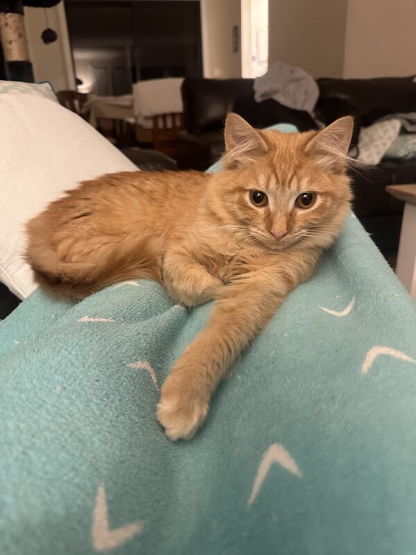 Olive - utterly adorable lap kitten - Image 3