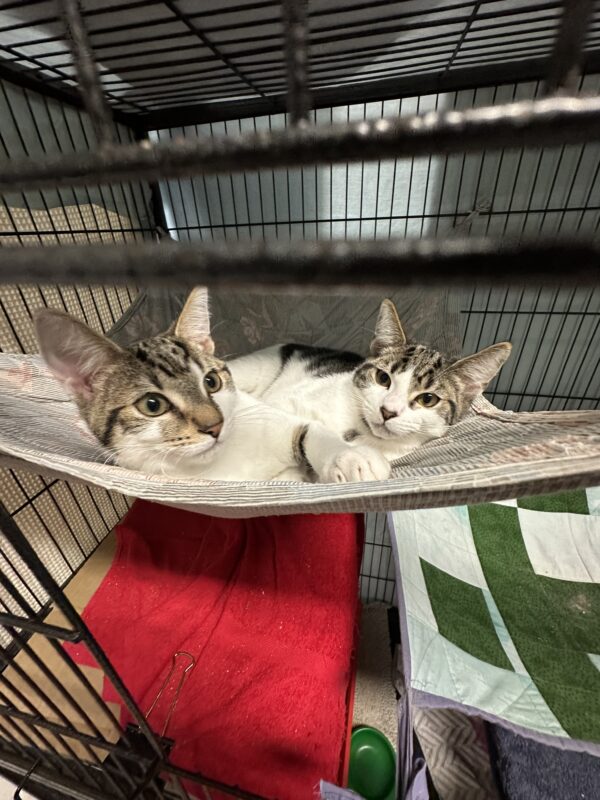 Hansel & Derek - energetic bonded kittens - Image 2