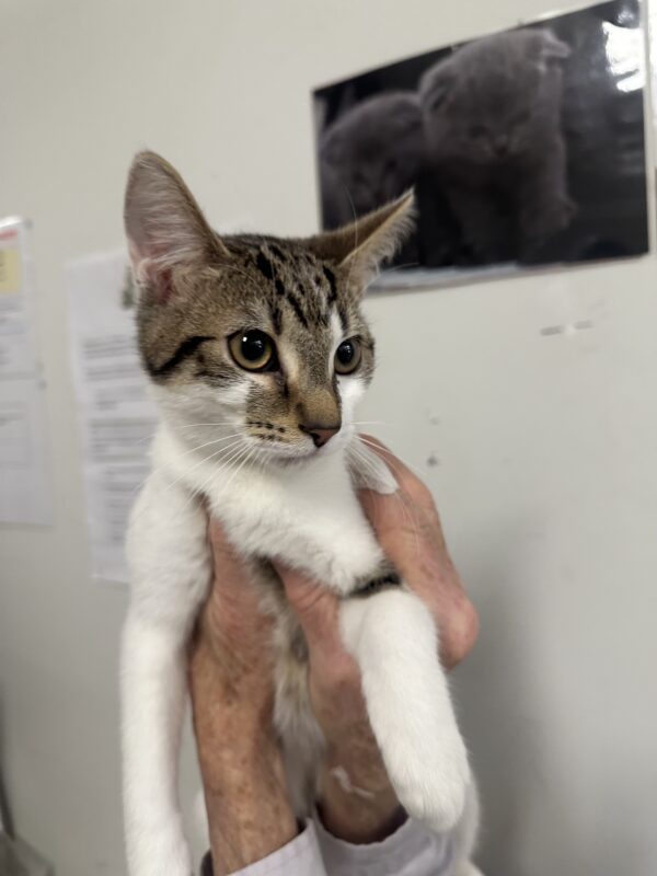 Hansel & Derek - energetic bonded kittens - Image 4