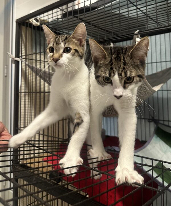Hansel & Derek - energetic bonded kittens - Image 5