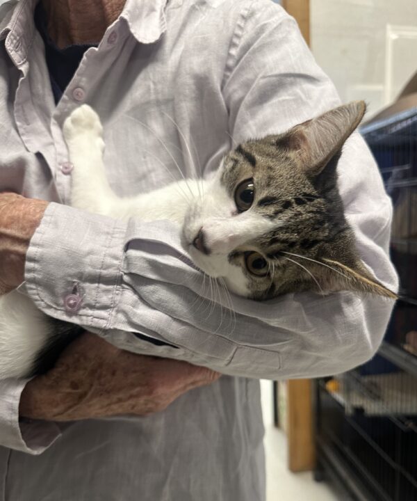 Hansel & Derek - energetic bonded kittens - Image 3