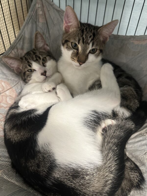 Hansel & Derek - energetic bonded kittens