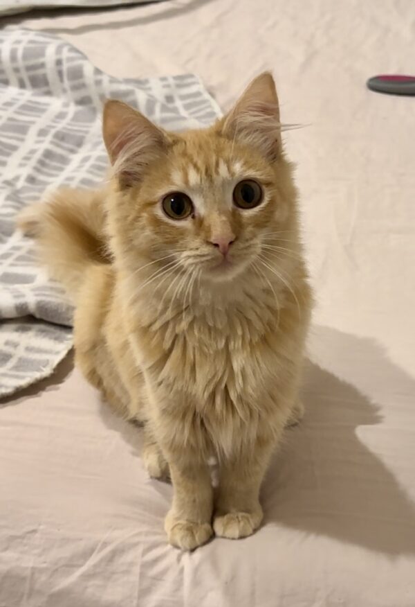 Olive - utterly adorable lap kitten