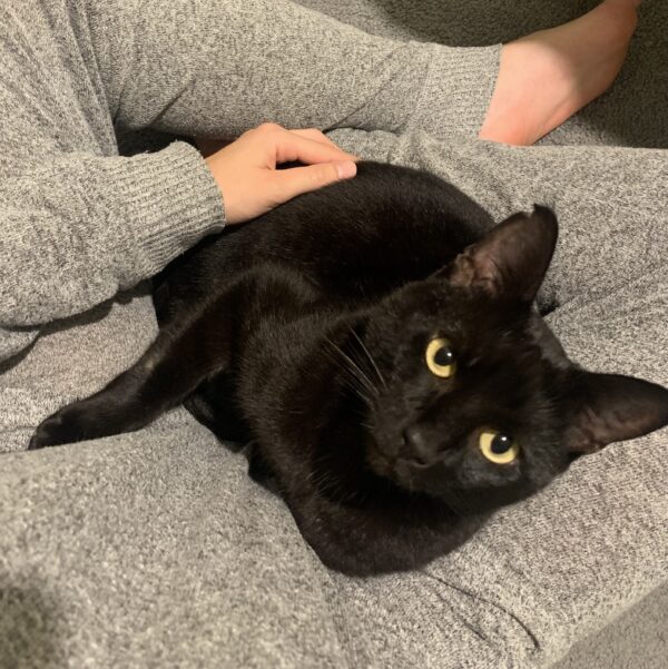 Shadow - absolute lap cat - Image 2