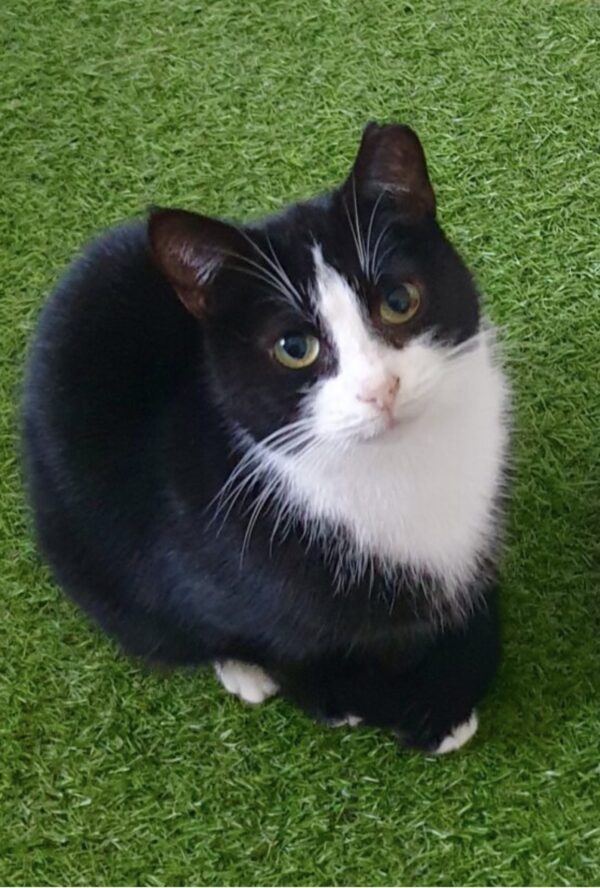 Harper - sweet older lap cat