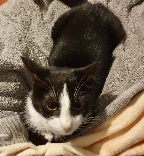 Harper - sweet older lap cat - Image 2