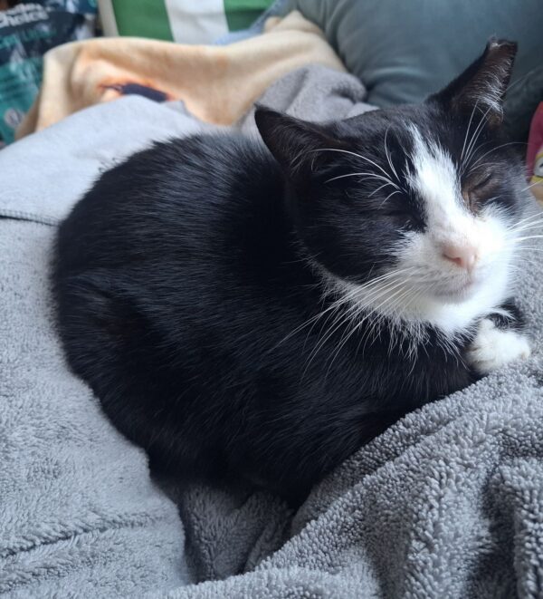 Harper - sweet older lap cat - Image 6