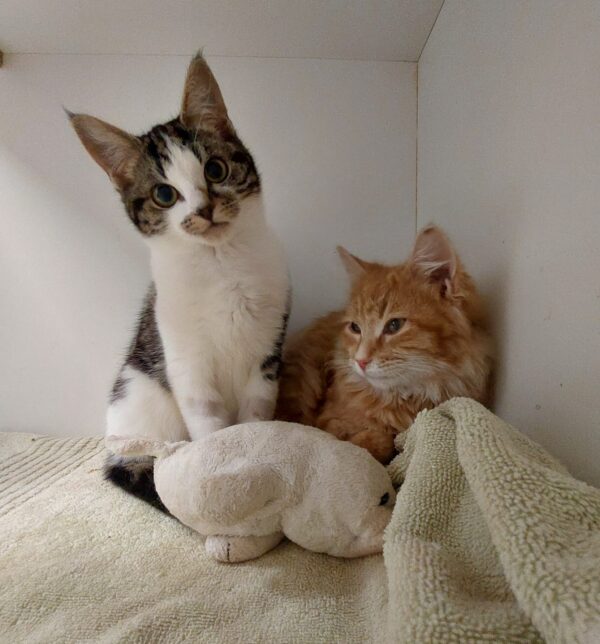 Mr Jones - beautiful tabby & white kitten - Image 3