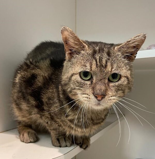 Chad - a distinguished brown tabby - Image 2
