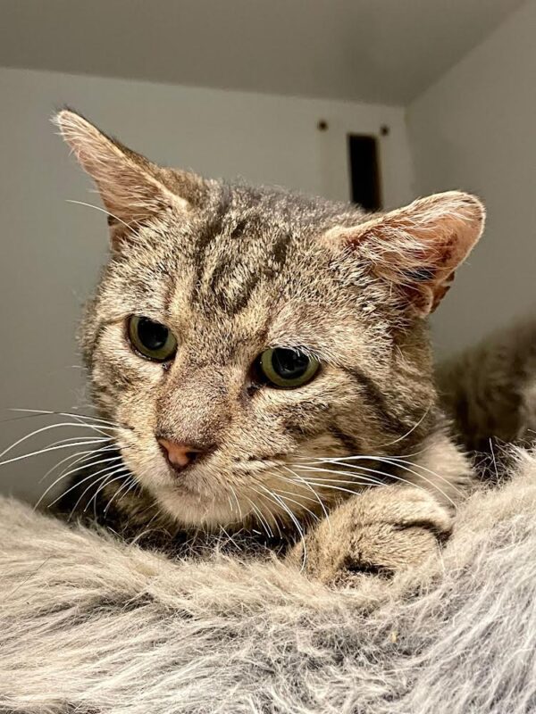 Chad - a distinguished brown tabby - Image 3