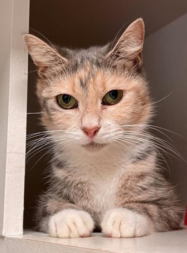Josie - sweet & loving