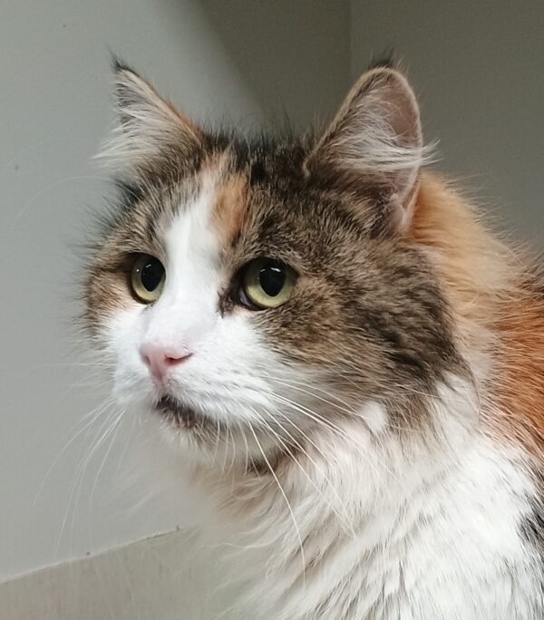 Amelia - Gentle affectionate Mum