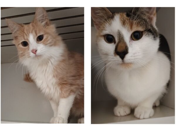 Lion & Enoki - amazing kittens