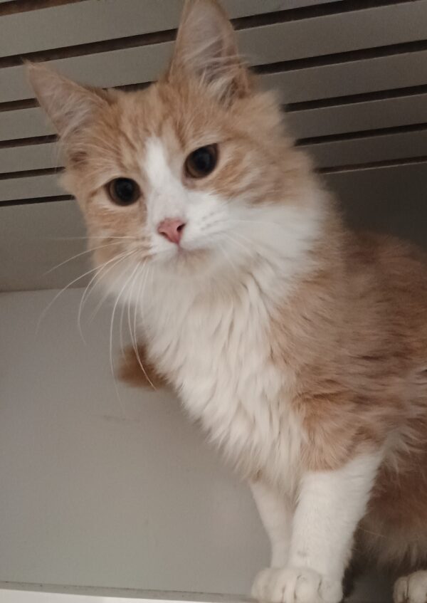 Lion & Enoki - amazing kittens - Image 2