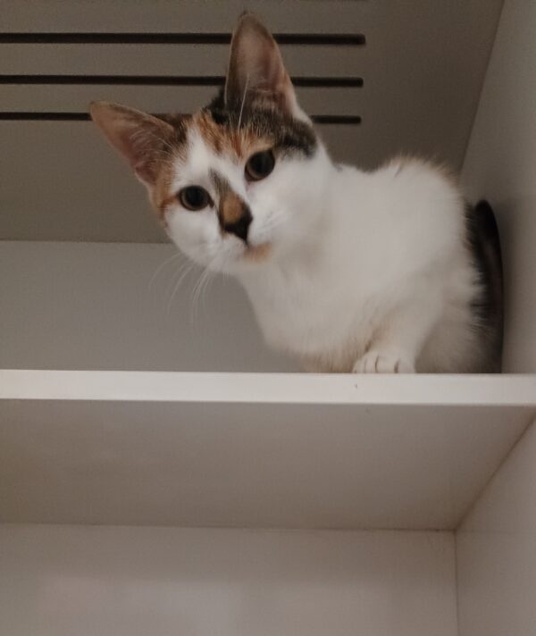 Lion & Enoki - amazing kittens - Image 5