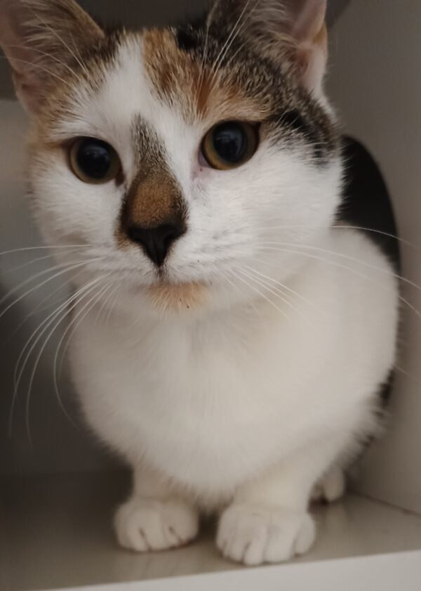 Lion & Enoki - amazing kittens - Image 3