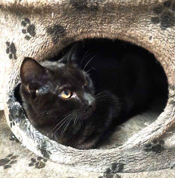 Panther - playful and loving kitten - Image 4