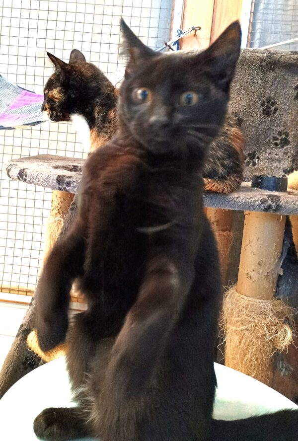 Panther - playful and loving kitten - Image 2