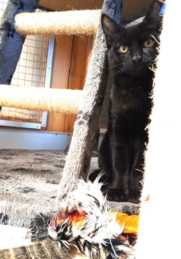 Panther - playful and loving kitten