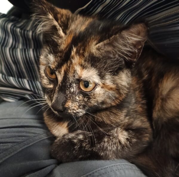 Patches - sweet girl