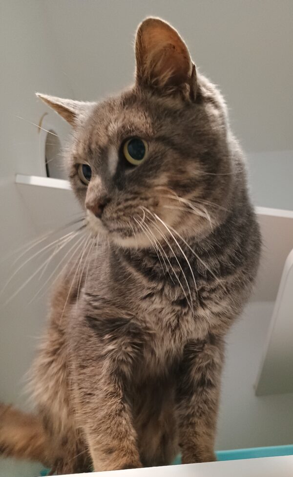Jamie - cuddly grey bear