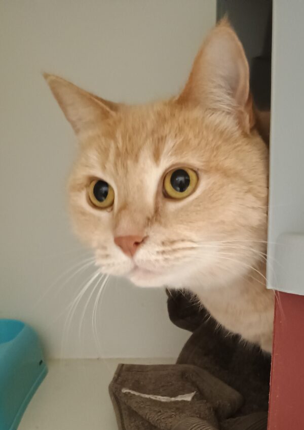 Moet and Jerry - a ginger duo - Image 2