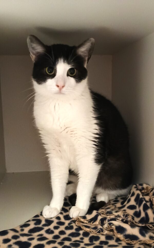 Charlie - please stroke me! - Image 2