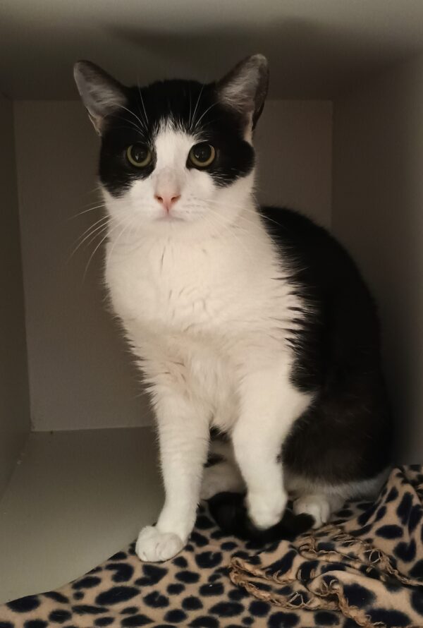 Charlie - please stroke me! - Image 3