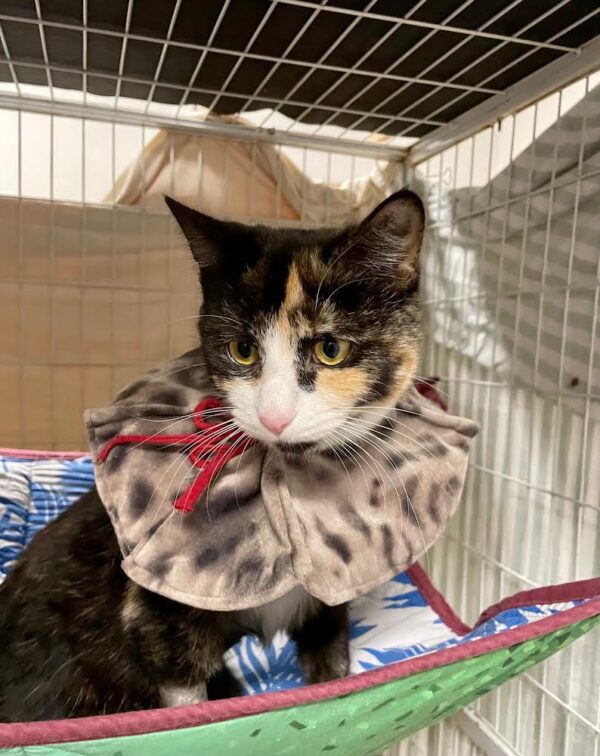 Kit Kat - a vibrant tortoiseshell kitten