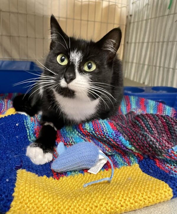 Moonlight - delightful black and white kitten