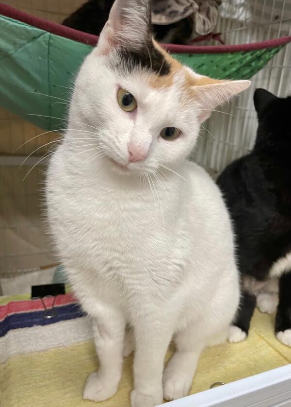 Snowie - an adorable white kitten