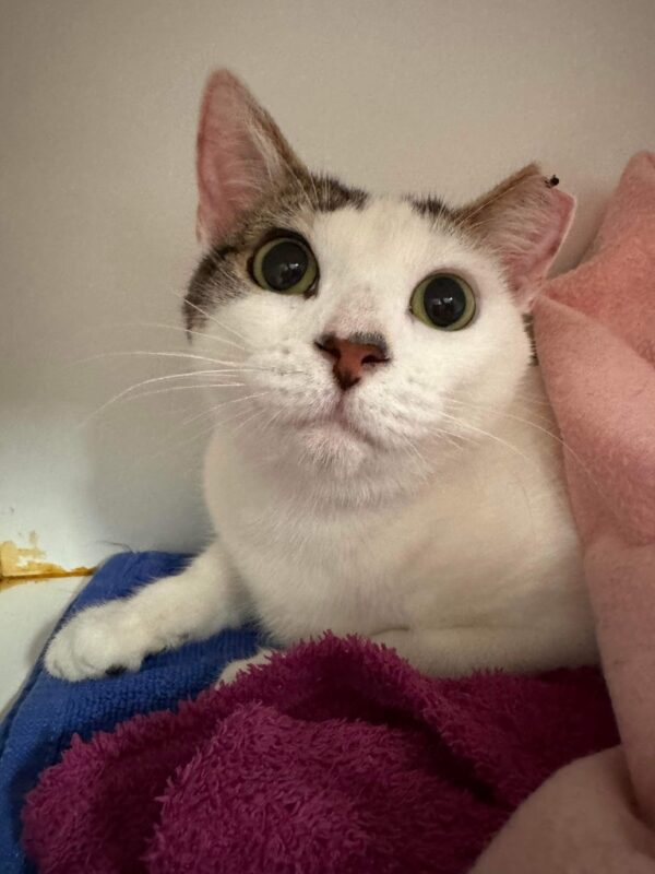 Sweetpea - adorable purrs - Image 2