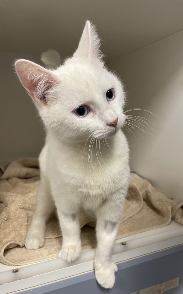 Louie - blue eyed boy