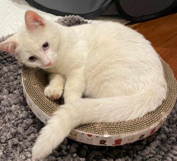 Louie - blue eyed boy - Image 2