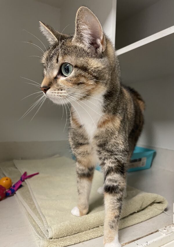 Shawna - beautiful tabby girl - Image 2