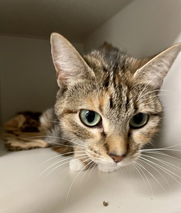 Shawna - beautiful tabby girl